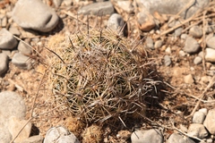 Coryphantha delicata