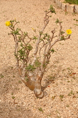 Pachypodium rosulatum