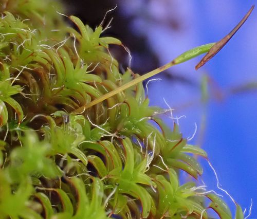 Stoginė sintrichija nuotrauka