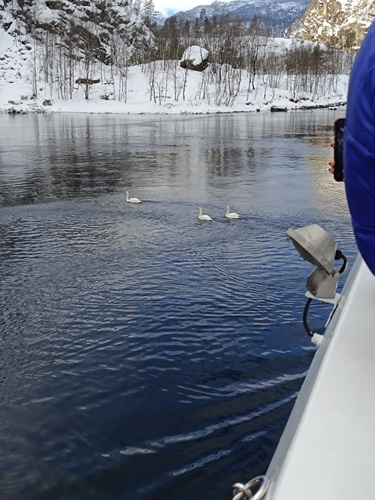 Mute Swan