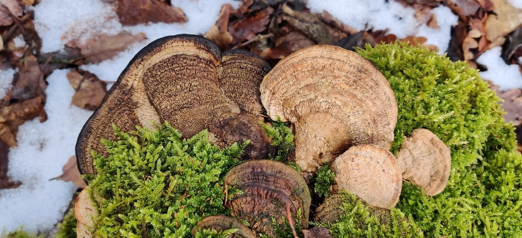 Fomitopsis quercina · February 2026 · photo: © jokerrr83 (iNaturalist, cc-by)