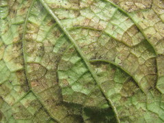 Pseudoperonospora cubensis
