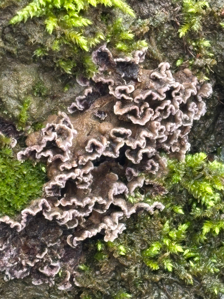 Chondrostereum purpureum · February 2026 · photo: © josehigas (iNaturalist, cc-by)