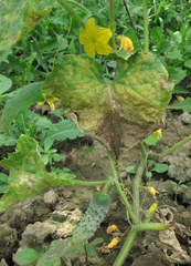 Pseudoperonospora cubensis