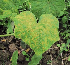 Pseudoperonospora cubensis