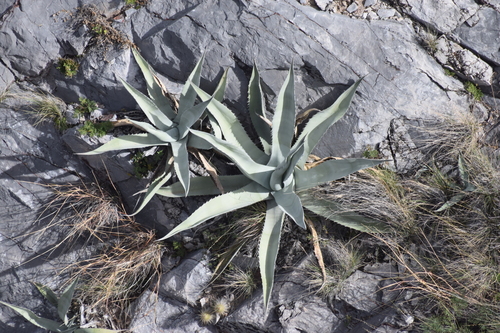 Rough century plant