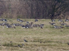 Anser albifrons albifrons