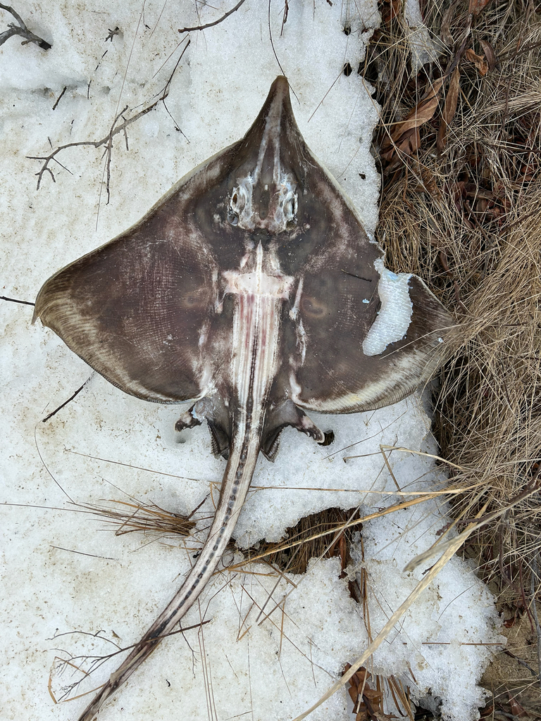 Deurrog (Dipturus laevis) — Rajidae