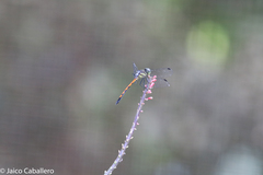 Dasythemis esmeralda