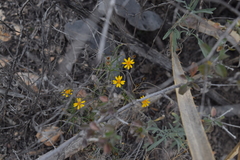 Thymophylla tenuifolia