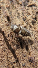 Image of Pissonotus flabellatus