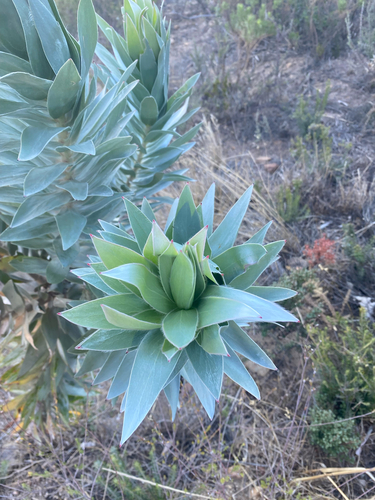 Leucadendron argenteum