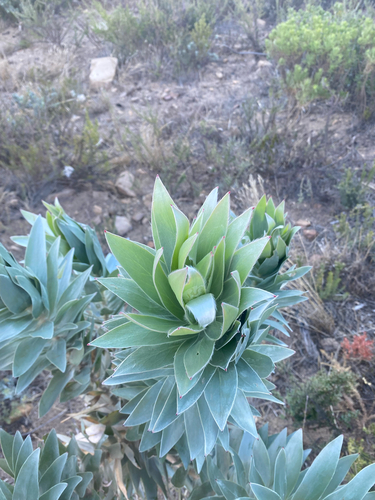 Leucadendron argenteum