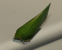Siphanta acuta