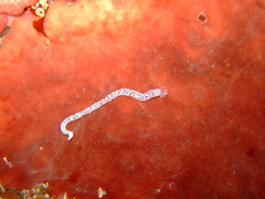 Synaptula