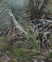 Dasylirion cedrosanum