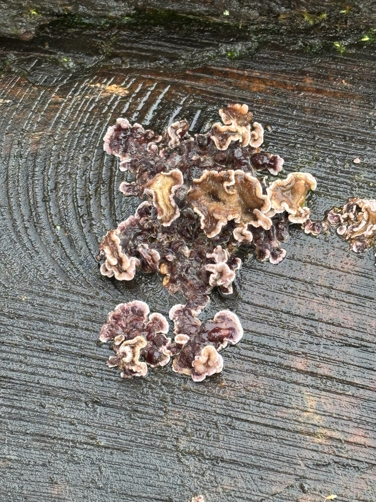 Chondrostereum purpureum · February 2026 · photo: © josehigas (iNaturalist, cc-by)