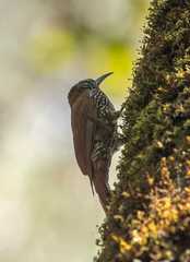 Lepidocolaptes lacrymiger