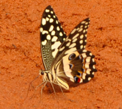 Papilio demodocus demodocus