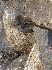 Gallotia atlantica