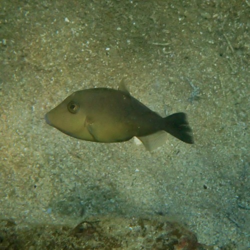 Orangeside Triggerfish (Sufflamen verres)