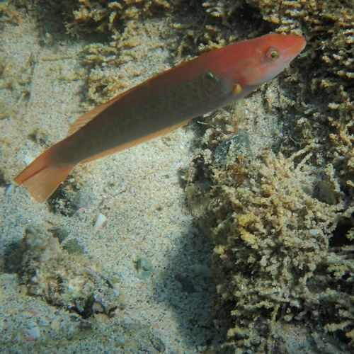 Chameleon Wrasse (Halichoeres dispilus)