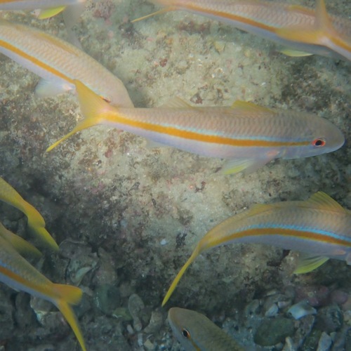 Mexican Goatfish (Mulloidichthys dentatus)