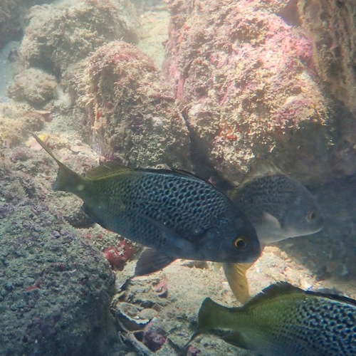 Burrito grunt (Anisotremus interruptus) — Haemulidae — 4