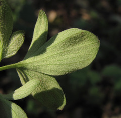 Peronospora corydalis