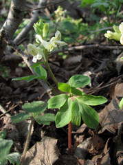 Peronospora corydalis