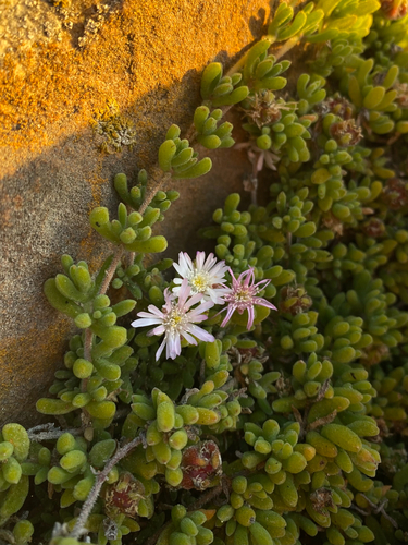 Rodondo Creeper (Drosanthemum candens)