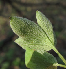 Peronospora corydalis