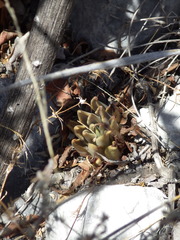 Echeveria bifida