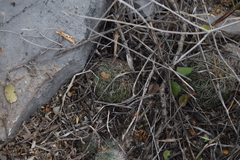 Coryphantha pseudonickelsiae