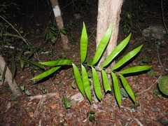 Zamia prasina