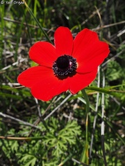 Anemone coronaria