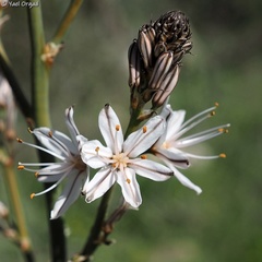 Asphodelus ramosus