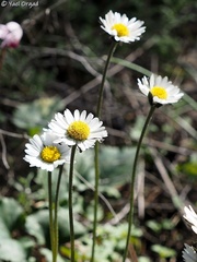 Bellis sylvestris