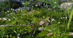 Draba minima