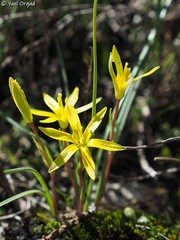 Gagea chlorantha
