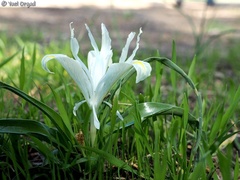 Iris palaestina