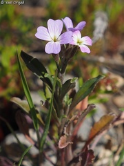 Malcolmia chia