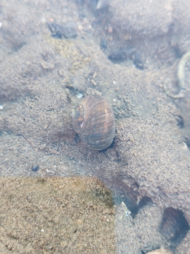 Lunella smaragdus
