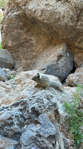 Cliff Chipmunk observed by isaacs_nature