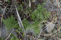 Cheilanthes leucopoda