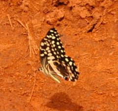 Papilio demodocus demodocus