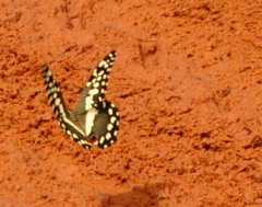 Papilio demodocus demodocus