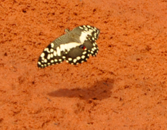 Papilio demodocus demodocus