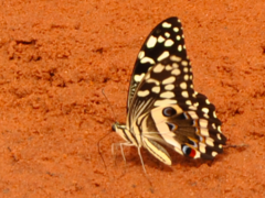 Papilio demodocus demodocus