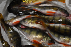 Perca fluviatilis